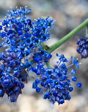 Fotografia 6 da espécie Ceanothus thyrsiflorus var. repens no Jardim Botânico UTAD