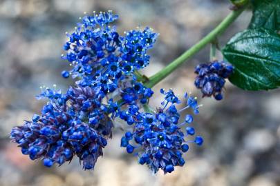 Fotografia da espécie Ceanothus thyrsiflorus var. repens