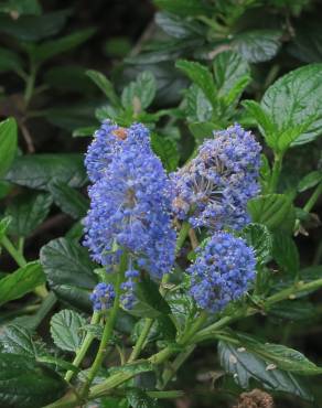 Fotografia 8 da espécie Ceanothus thyrsiflorus var. repens no Jardim Botânico UTAD