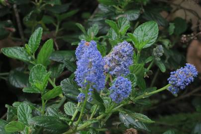 Fotografia da espécie Ceanothus thyrsiflorus var. repens