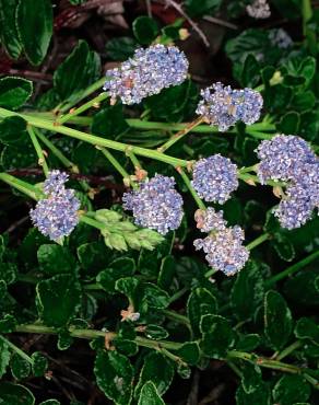 Fotografia 9 da espécie Ceanothus thyrsiflorus var. repens no Jardim Botânico UTAD