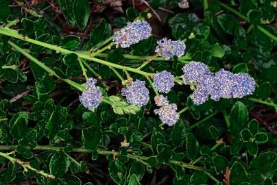 Fotografia da espécie Ceanothus thyrsiflorus var. repens