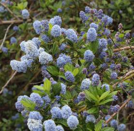 Fotografia da espécie Ceanothus thyrsiflorus var. repens