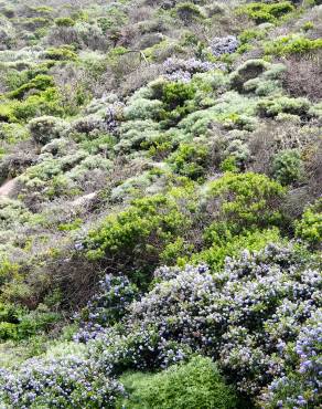 Fotografia 11 da espécie Ceanothus thyrsiflorus var. repens no Jardim Botânico UTAD