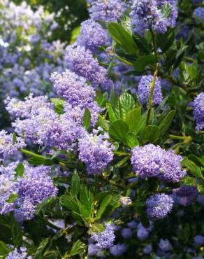 Fotografia 12 da espécie Ceanothus thyrsiflorus var. repens no Jardim Botânico UTAD