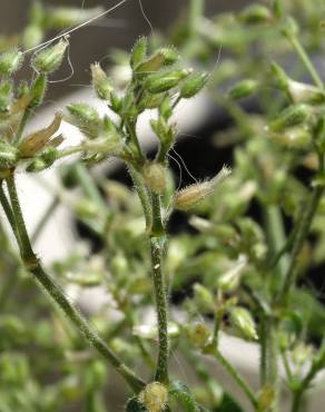 Fotografia 5 da espécie Cerastium ramosissimum no Jardim Botânico UTAD