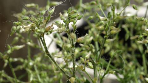 Fotografia da espécie Cerastium ramosissimum