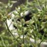 Fotografia 5 da espécie Cerastium ramosissimum do Jardim Botânico UTAD