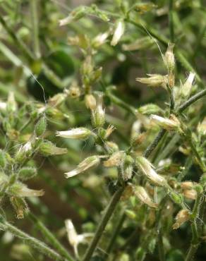 Fotografia 6 da espécie Cerastium ramosissimum no Jardim Botânico UTAD