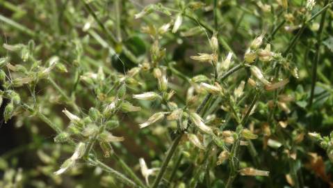 Fotografia da espécie Cerastium ramosissimum