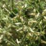 Fotografia 6 da espécie Cerastium ramosissimum do Jardim Botânico UTAD