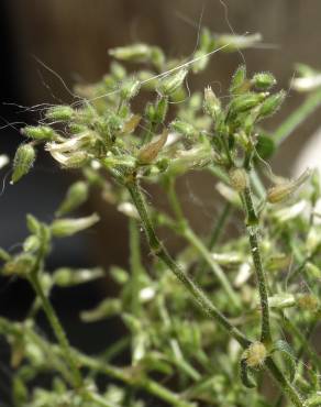 Fotografia 7 da espécie Cerastium ramosissimum no Jardim Botânico UTAD