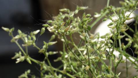 Fotografia da espécie Cerastium ramosissimum