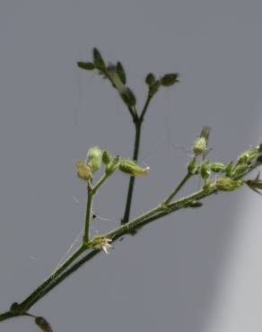 Fotografia 8 da espécie Cerastium ramosissimum no Jardim Botânico UTAD