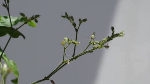 Fotografia da espécie Cerastium ramosissimum