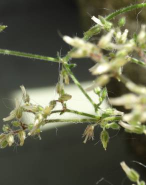Fotografia 10 da espécie Cerastium ramosissimum no Jardim Botânico UTAD
