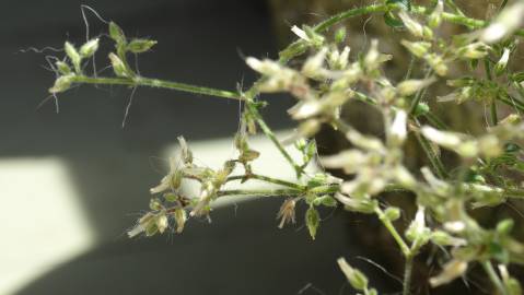 Fotografia da espécie Cerastium ramosissimum