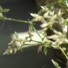 Fotografia 10 da espécie Cerastium ramosissimum do Jardim Botânico UTAD