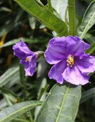 Solanum laciniatum