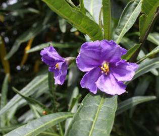 Fotografia da espécie Solanum laciniatum