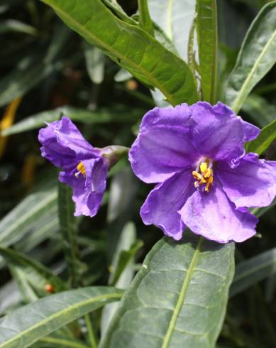 Fotografia de capa Solanum laciniatum - do Jardim Botânico