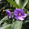 Fotografia 1 da espécie Solanum laciniatum do Jardim Botânico UTAD