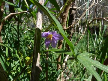 Fotografia da espécie Solanum laciniatum