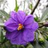 Fotografia 4 da espécie Solanum laciniatum do Jardim Botânico UTAD
