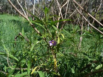 Fotografia da espécie Solanum laciniatum