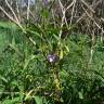 Fotografia 5 da espécie Solanum laciniatum do Jardim Botânico UTAD