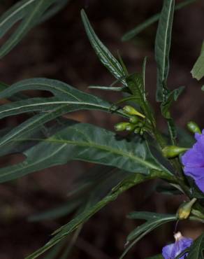 Fotografia 6 da espécie Solanum laciniatum no Jardim Botânico UTAD