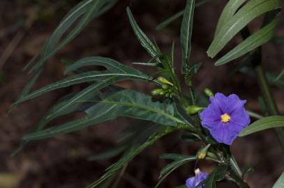 Fotografia da espécie Solanum laciniatum