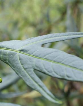 Fotografia 7 da espécie Solanum laciniatum no Jardim Botânico UTAD