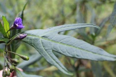 Fotografia da espécie Solanum laciniatum