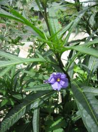 Fotografia da espécie Solanum laciniatum