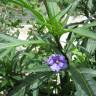 Fotografia 8 da espécie Solanum laciniatum do Jardim Botânico UTAD