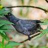 Fotografia 9 da espécie Solanum laciniatum do Jardim Botânico UTAD