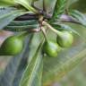 Fotografia 10 da espécie Solanum laciniatum do Jardim Botânico UTAD