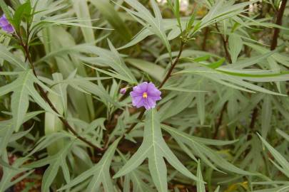 Fotografia da espécie Solanum laciniatum