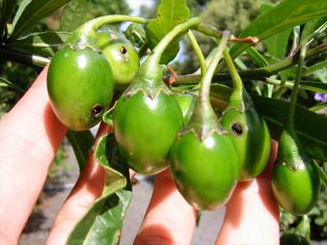 Fotografia da espécie Solanum laciniatum