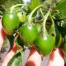 Fotografia 13 da espécie Solanum laciniatum do Jardim Botânico UTAD