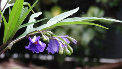 Fotografia da espécie Solanum laciniatum