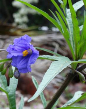 Fotografia 15 da espécie Solanum laciniatum no Jardim Botânico UTAD