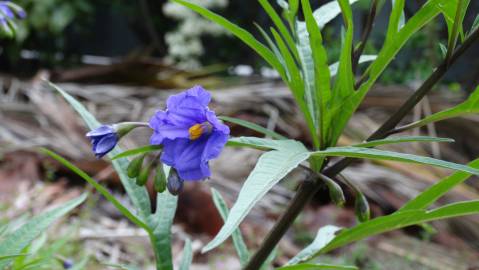 Fotografia da espécie Solanum laciniatum