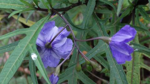 Fotografia da espécie Solanum laciniatum