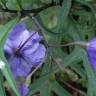 Fotografia 16 da espécie Solanum laciniatum do Jardim Botânico UTAD