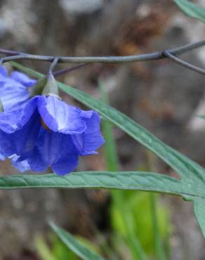 Fotografia 17 da espécie Solanum laciniatum no Jardim Botânico UTAD