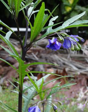 Fotografia 18 da espécie Solanum laciniatum no Jardim Botânico UTAD