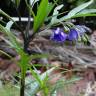 Fotografia 18 da espécie Solanum laciniatum do Jardim Botânico UTAD