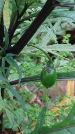 Fotografia da espécie Solanum laciniatum